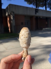 Coprinus comatus