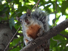 Sciurus aureogaster