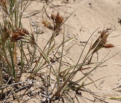 Spinifex sericeus