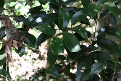 Mischocarpus pyriformis