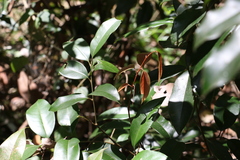 Mischocarpus pyriformis