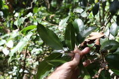 Mischocarpus pyriformis