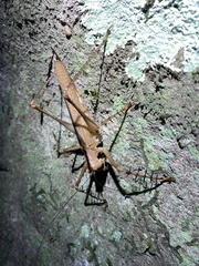 Listroscelidinae