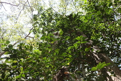 Mischocarpus pyriformis