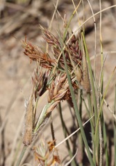 Spinifex sericeus
