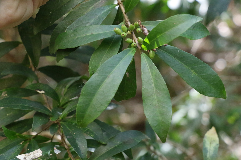 hairy hazelwood
