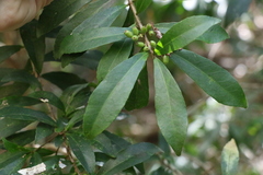 Symplocos harroldii