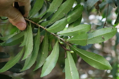 Symplocos harroldii