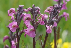 Pedicularis rostratospicata