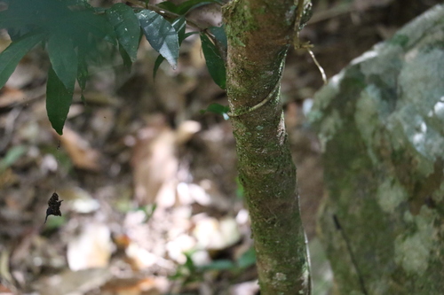 Image of Symplocos harroldii by (c) Greg Tasney, some rights reserved (CC BY-SA)