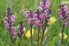 Pedicularis rostratospicata