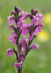 Pedicularis rostratospicata