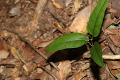 Leichhardtia longiloba
