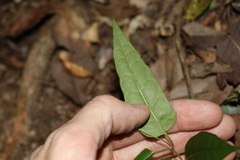 Leichhardtia longiloba