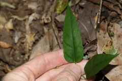 Leichhardtia longiloba