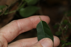 Leichhardtia longiloba