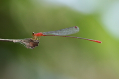 Teinobasis rufithorax