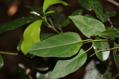 Leichhardtia longiloba