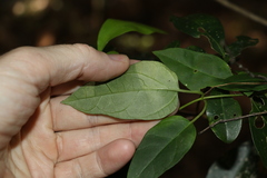 Leichhardtia longiloba