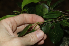 Leichhardtia longiloba