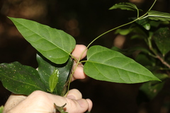 Leichhardtia longiloba