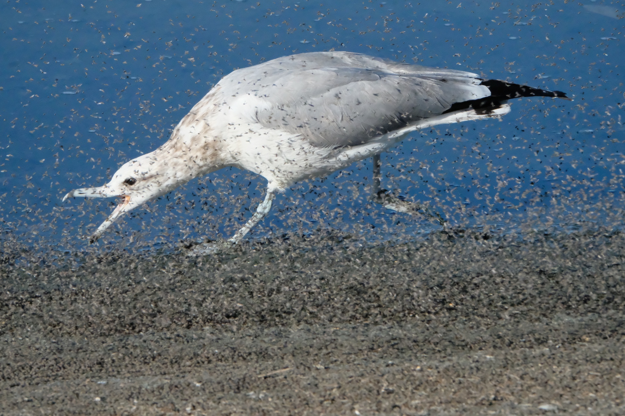 California Gull (Larus californicus)