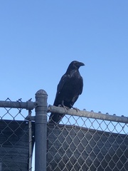 Corvus corax