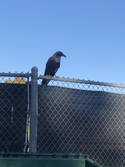 Corvus corax