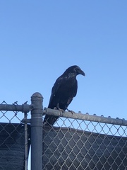 Corvus corax