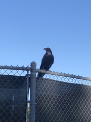 Corvus corax
