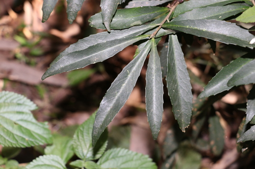 Symplocos harroldii (Symplocos harroldii)