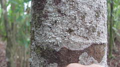 Phlyctis subuncinata