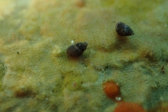 Eatoniella