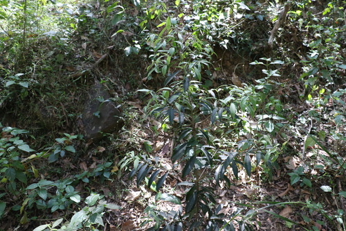 Image of Symplocos harroldii by (c) Greg Tasney, some rights reserved (CC BY-SA)
