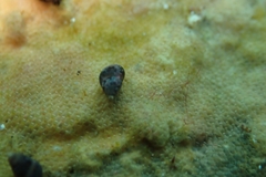 Eatoniella