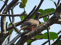 Streptopelia chinensis
