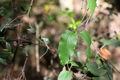 Leichhardtia longiloba