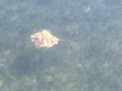 Trygonoptera testacea