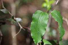 Leichhardtia longiloba