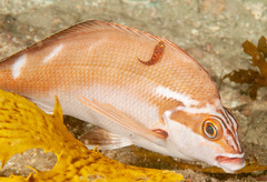 Cochleoceps orientalis