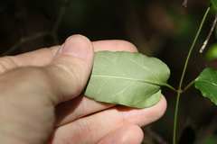 Leichhardtia longiloba