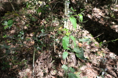 Leichhardtia longiloba