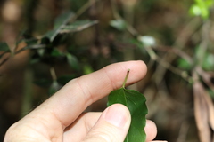 Leichhardtia longiloba