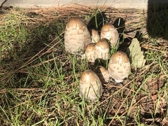 Coprinus comatus