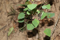 Homalanthus stillingiifolius