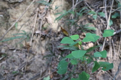 Homalanthus stillingiifolius