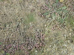 Sedum pallidum