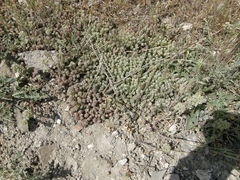 Sedum pallidum