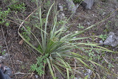 Dasylirion berlandieri