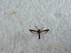 Sazonia fenusaeformis